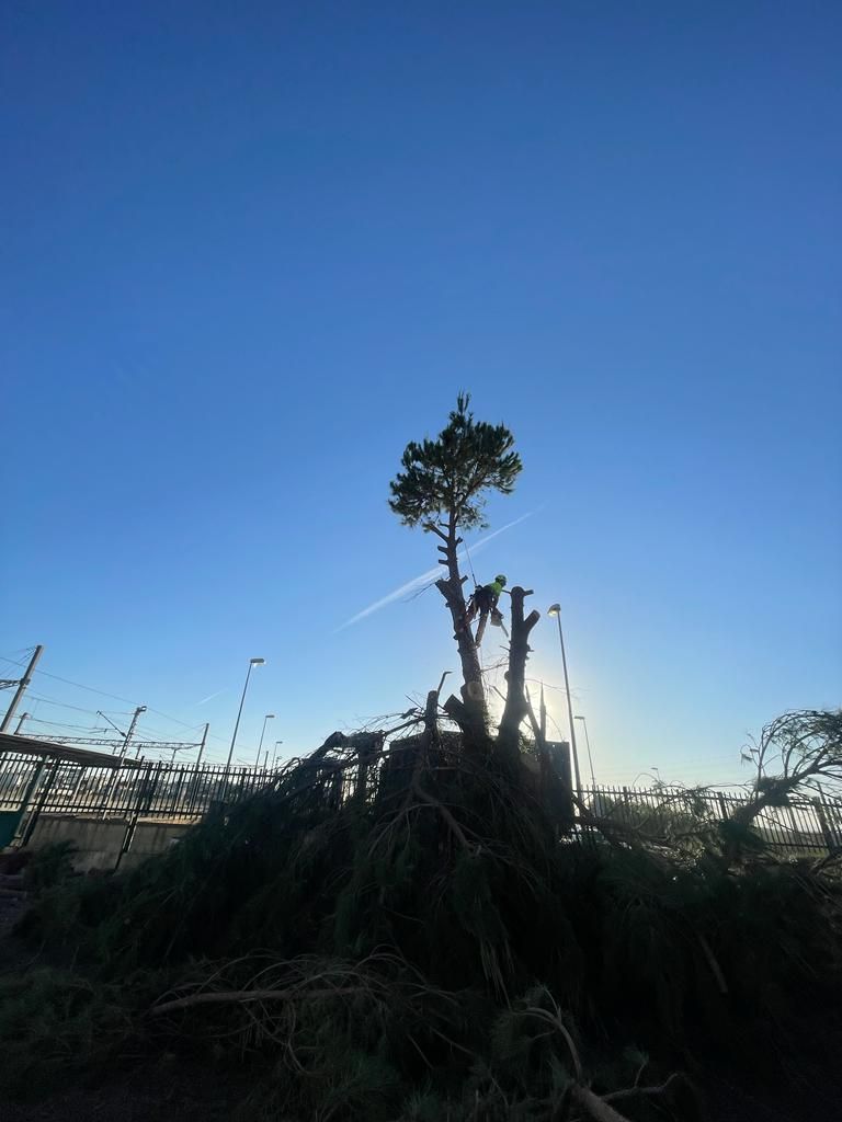 Un árbol está parado en medio de una pila de ramas.