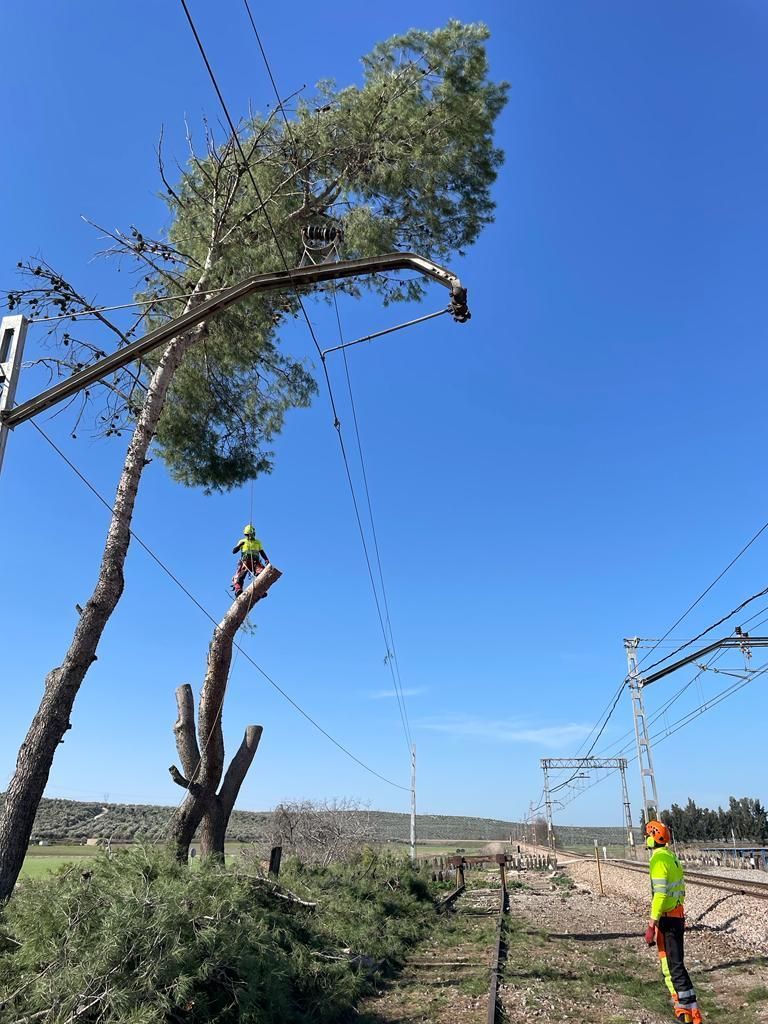 Un hombre está cortando un árbol al lado de una vía del tren.