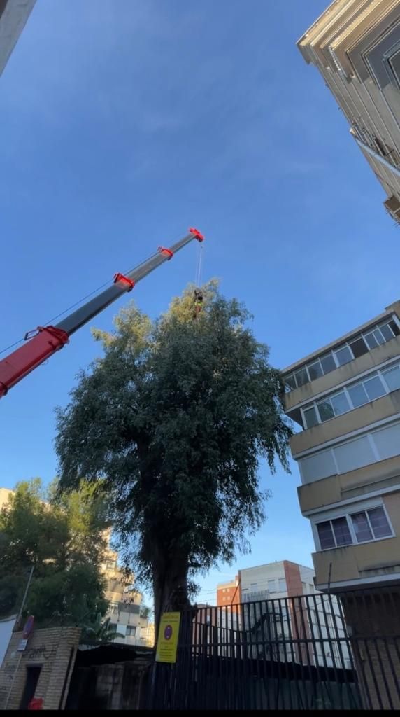 Una grúa está cortando un árbol en medio de una ciudad.