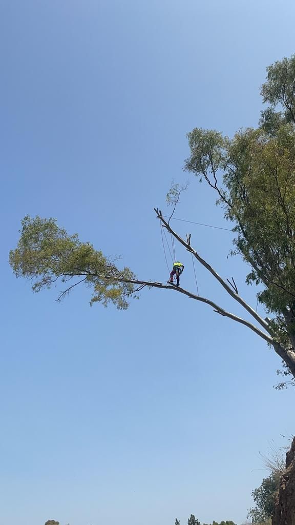 Un hombre está cortando una rama de árbol con una motosierra.