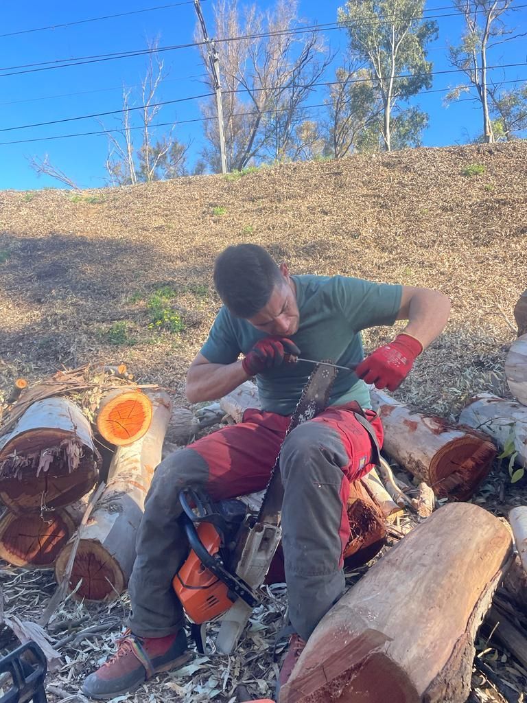 Un hombre está sentado sobre una pila de troncos con una motosierra.