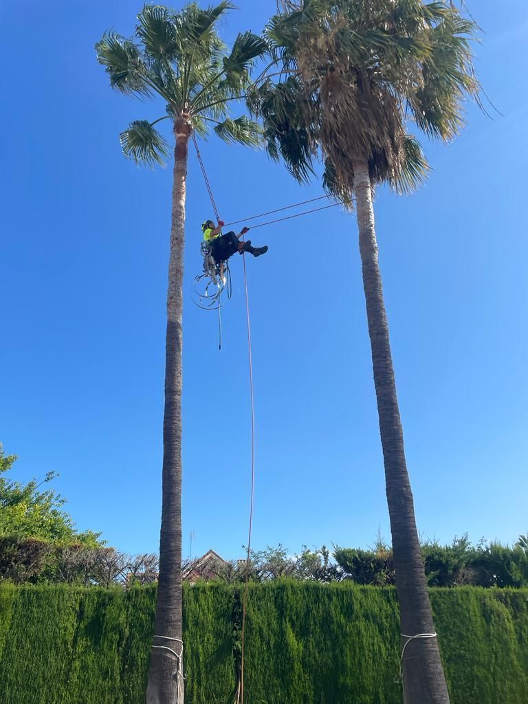 Un hombre está trepando una palmera con una cuerda.