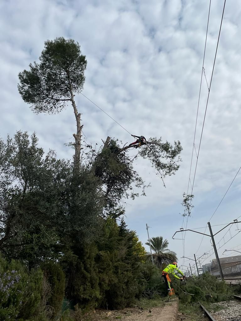 Un hombre está cortando un árbol al lado de una línea eléctrica.