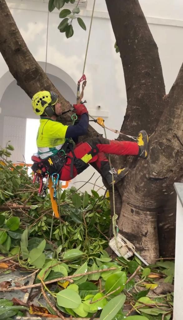 Un hombre está trepando un árbol con una cuerda.