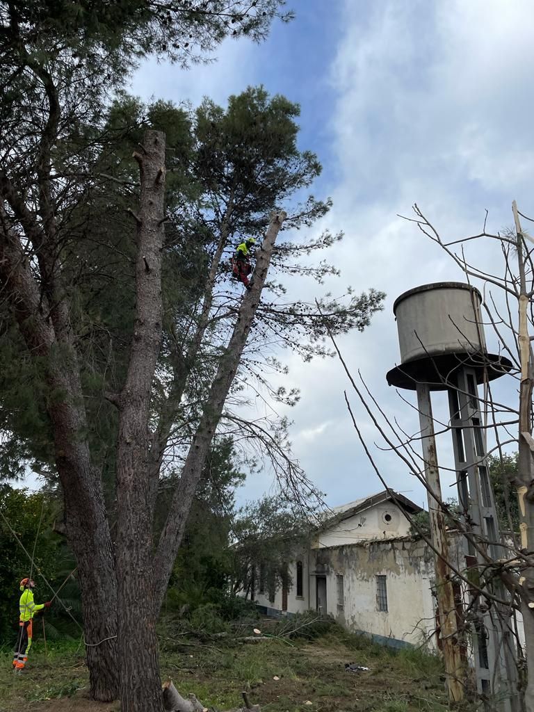 Un hombre está trepando a un árbol al lado de una torre de agua.
