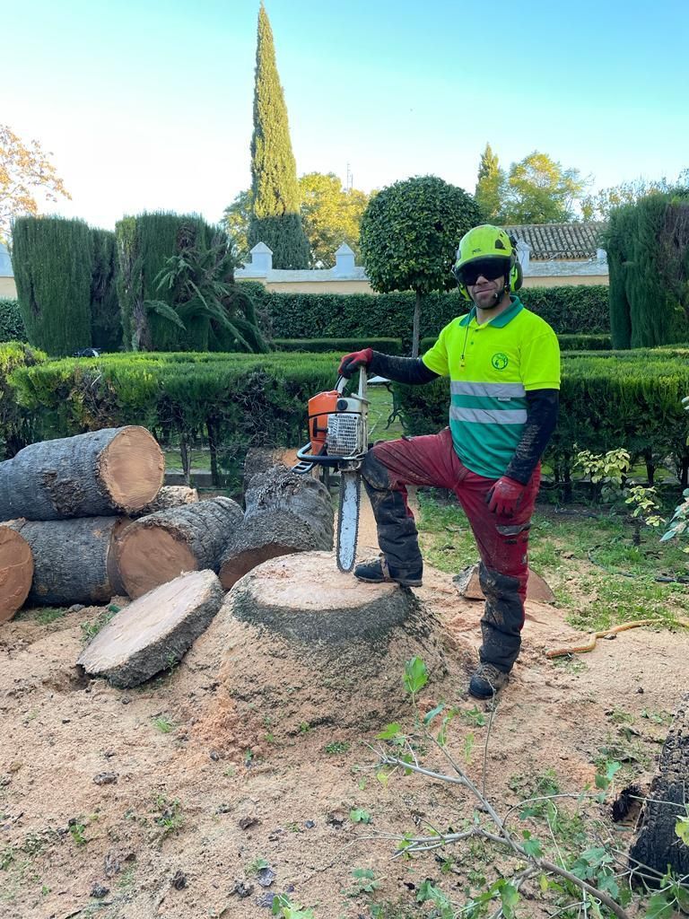Un hombre está cortando un tocón de árbol con una motosierra.