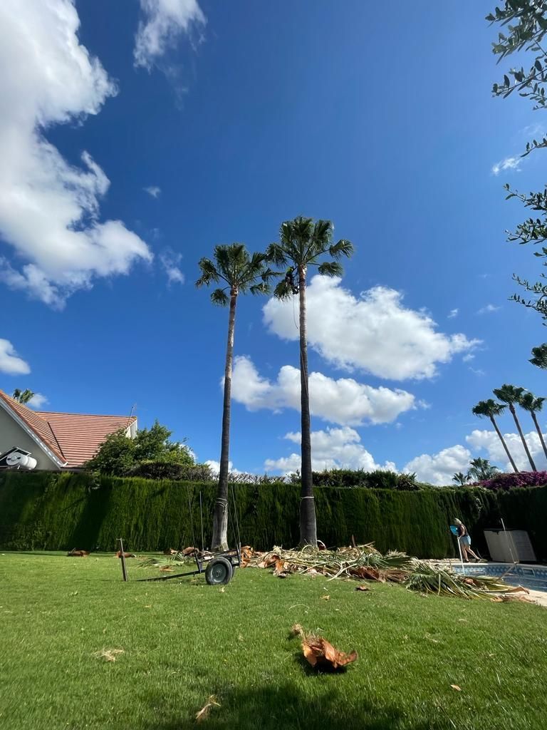 Un par de palmeras sentadas en lo alto de un exuberante campo verde.