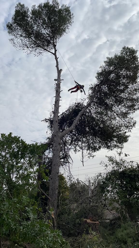 Un hombre está cortando un árbol con una motosierra.