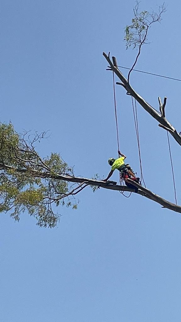 Un hombre está cortando una rama de árbol con una motosierra.