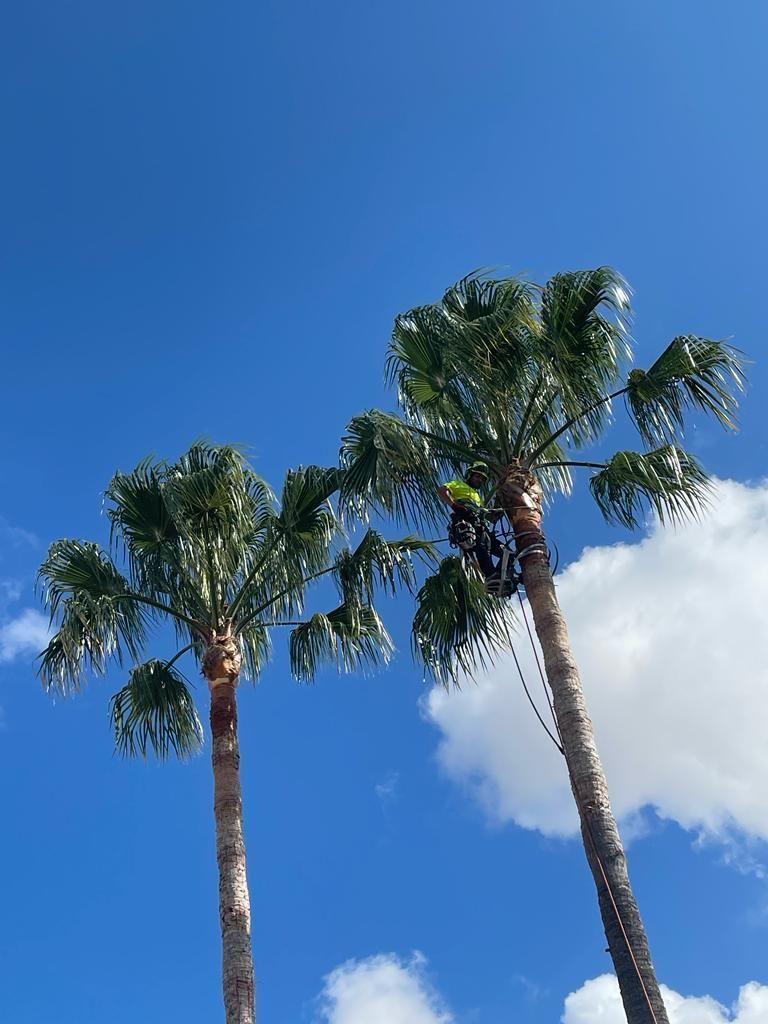 Dos palmeras contra un cielo azul con nubes