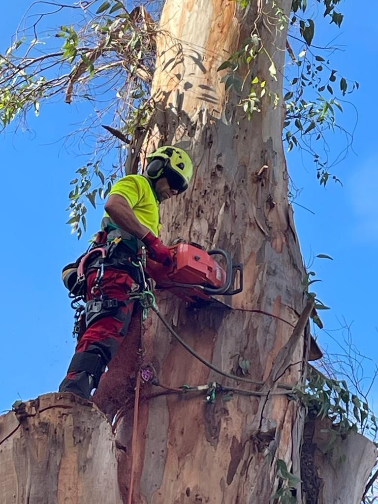Un hombre está cortando un árbol con una motosierra.