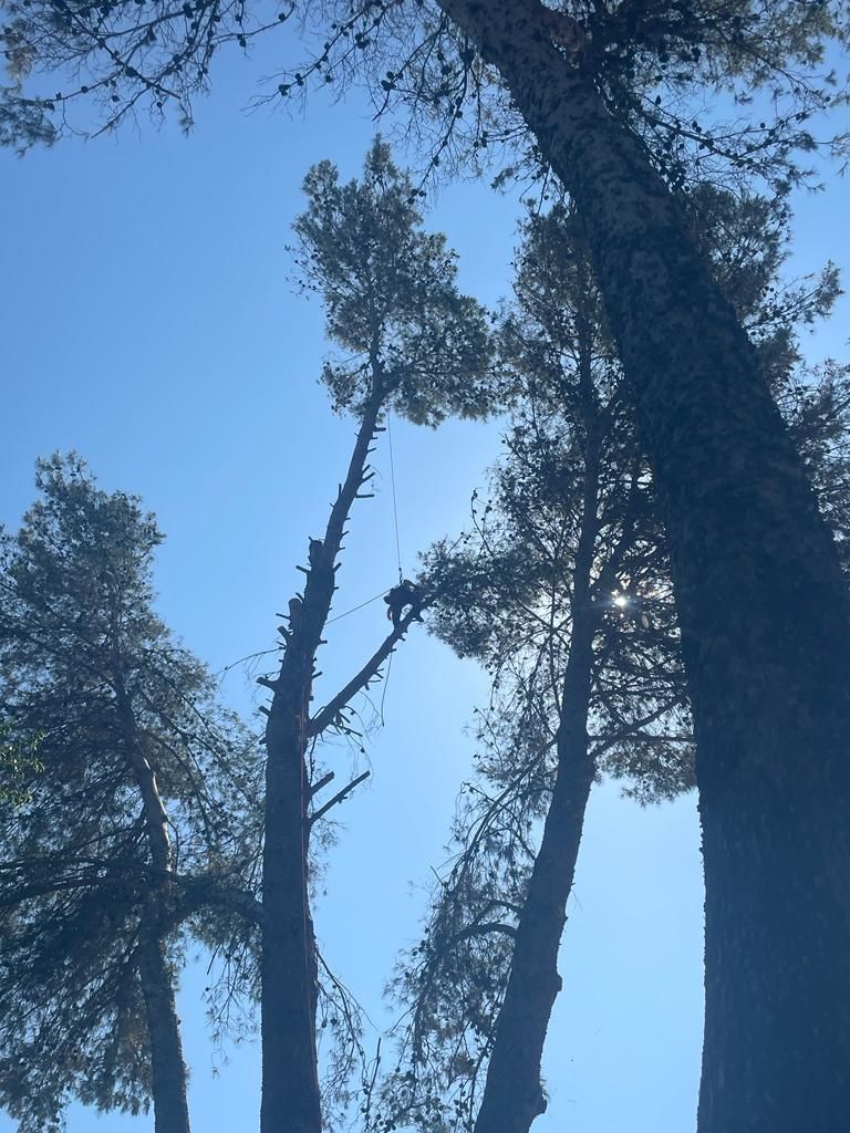 Mirando hacia un árbol con un cielo azul de fondo
