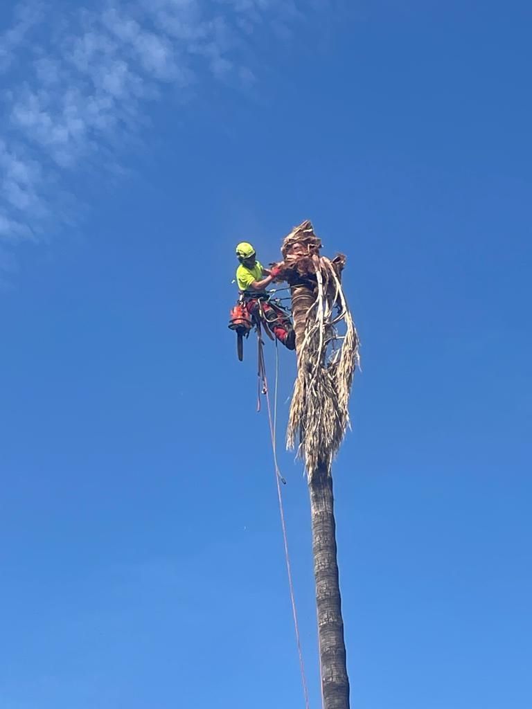 Un hombre está cortando una palmera con una motosierra.