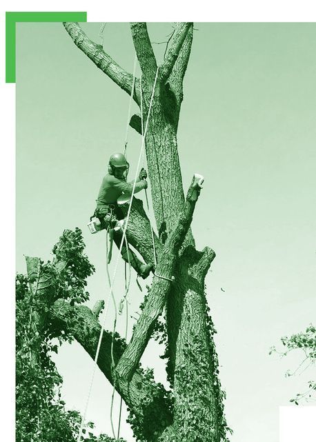 Un hombre está trepando a un árbol con cuerdas.