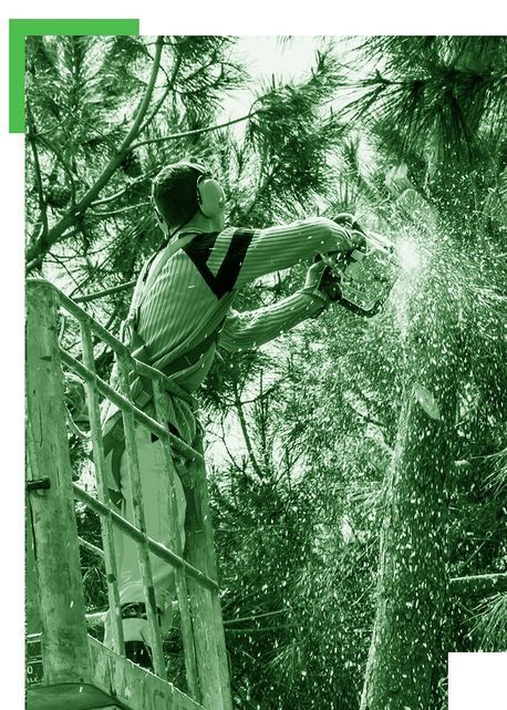 Un hombre está cortando un árbol con una motosierra mientras está de pie en una escalera.