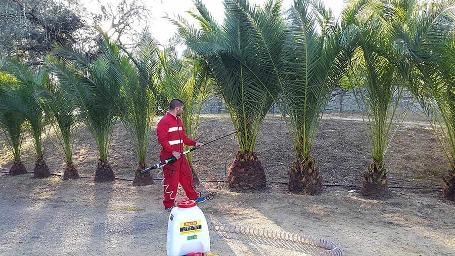 Un hombre está rociando un campo de palmeras con un rociador.