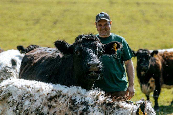 Drei Kühe stehen auf einer Wiese und schauen in die Kamera.