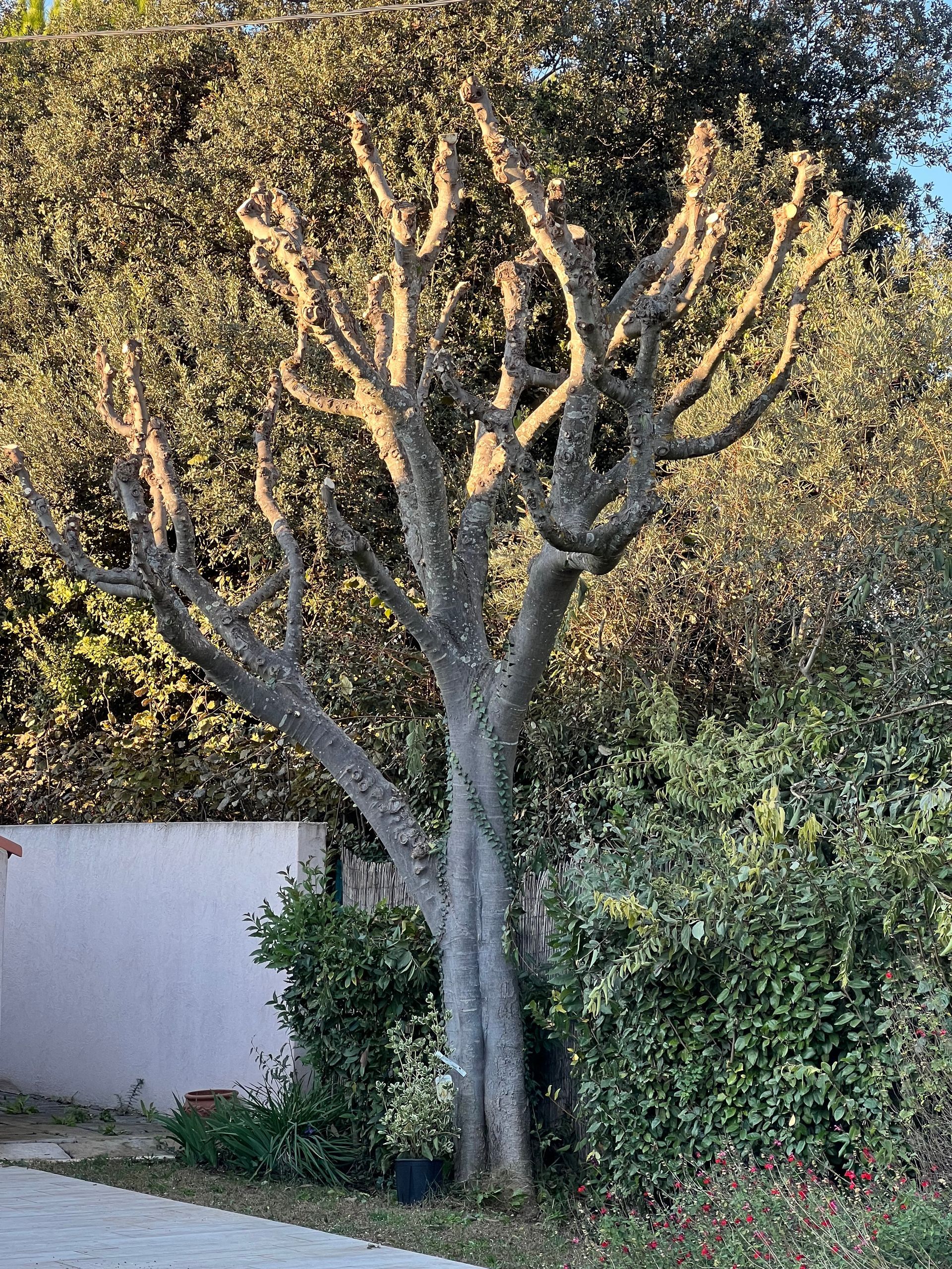 Arbre taillé