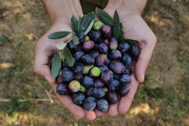Manos sosteniendo un montón de aceitunas recién recolectadas con hojas al aire libre.