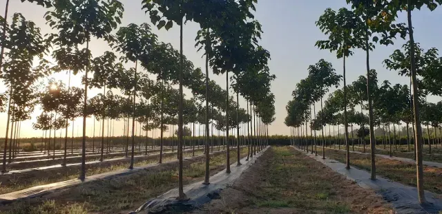 Puesta de sol sobre una cuidada plantación de palmeras con hileras de árboles jóvenes a lo largo de un sendero de tierra.