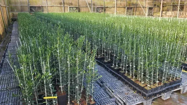 Hileras de plantas jóvenes y verdes en bandejas dentro de un vivero de invernadero.