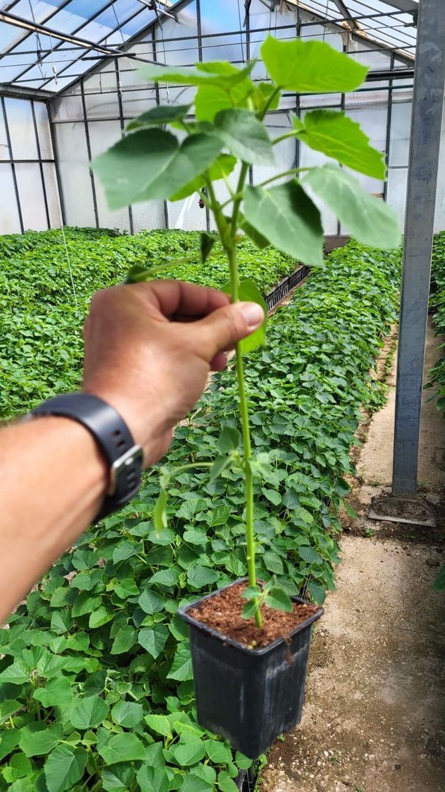 Una mano sostiene un joven retoño en maceta en un vivero de invernadero.
