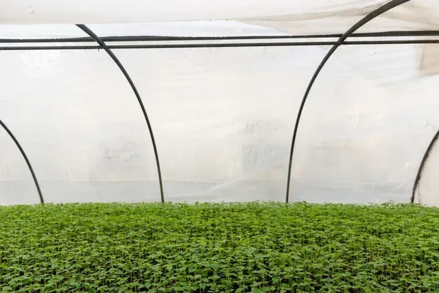 Plántulas verdes creciendo en un invernadero con cubierta de plástico arqueada.