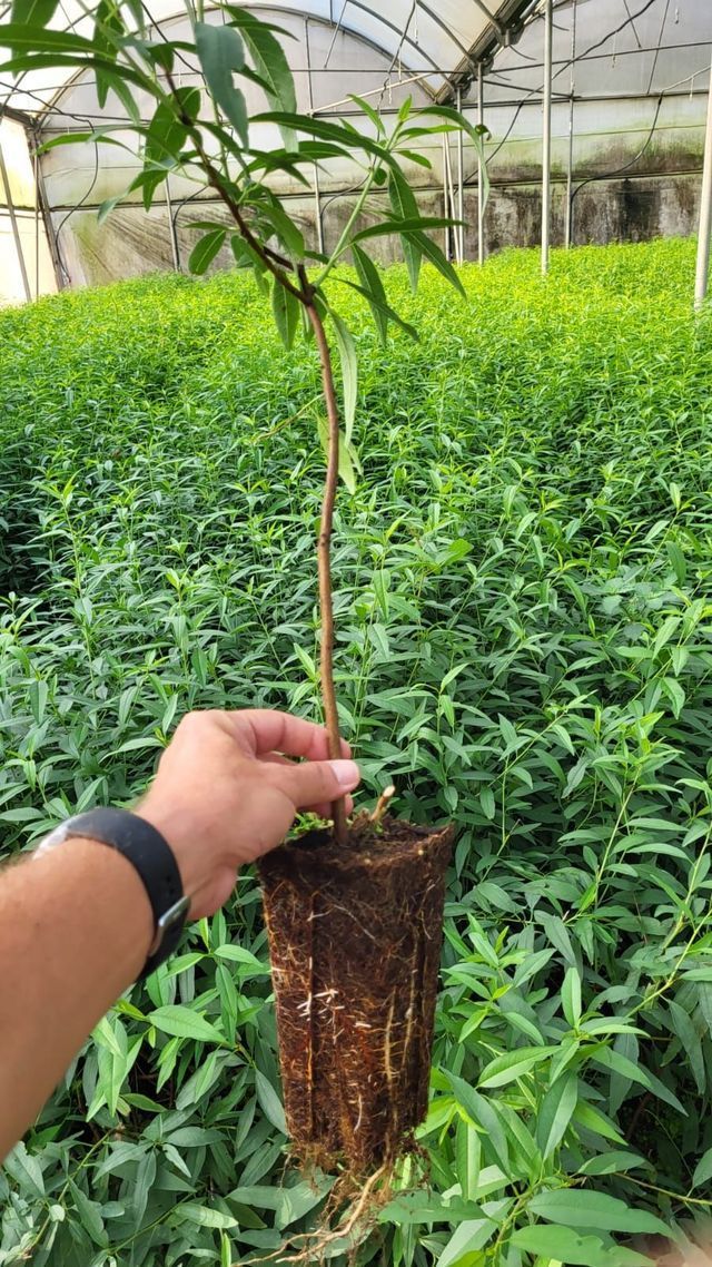 Una mano sostiene un arbolito joven con las raíces expuestas en un invernadero lleno de plantas verdes.