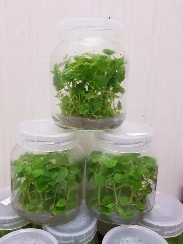 Frascos de vidrio con plántulas verdes apilados sobre una superficie blanca.