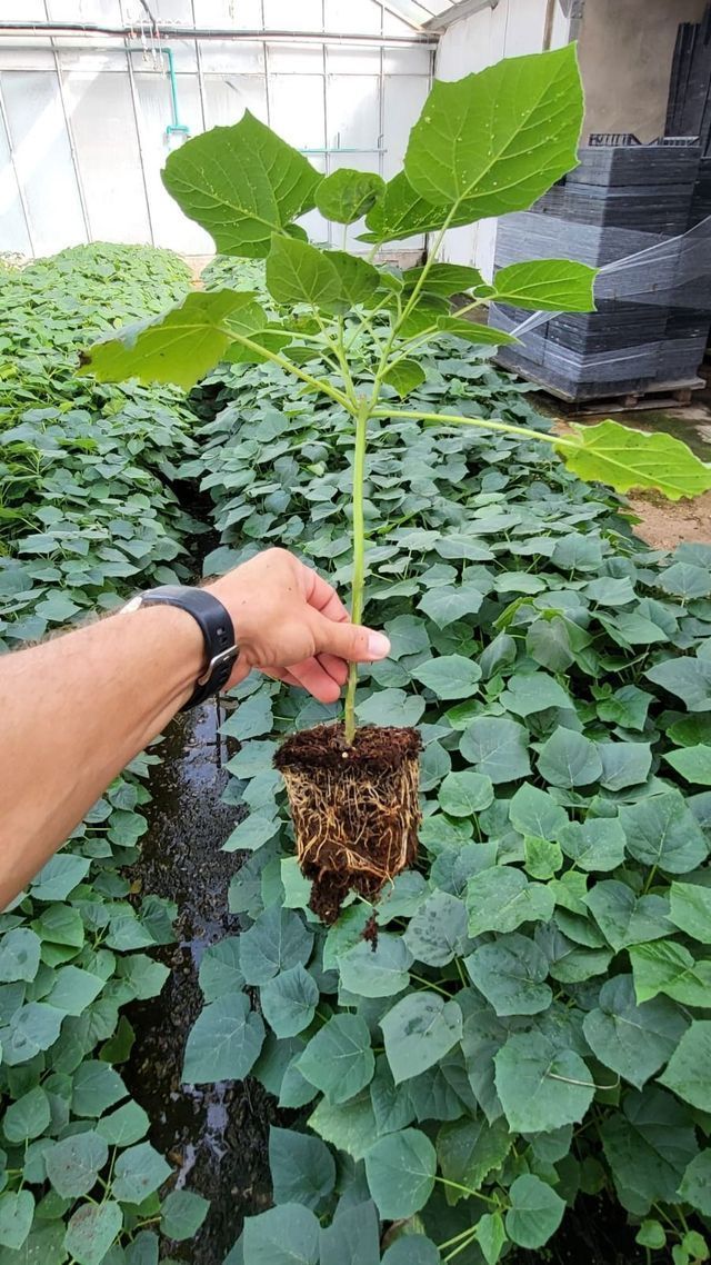Una mano sostiene una plántula joven y verde con raíces sobre hileras de plantas en un invernadero.