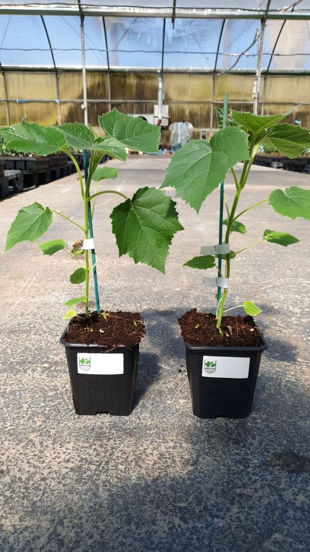 Dos plantas jóvenes en macetas en un invernadero sobre un suelo de grava.