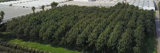 Vista aérea de un denso huerto verde junto a hileras de invernaderos cubiertos de blanco.