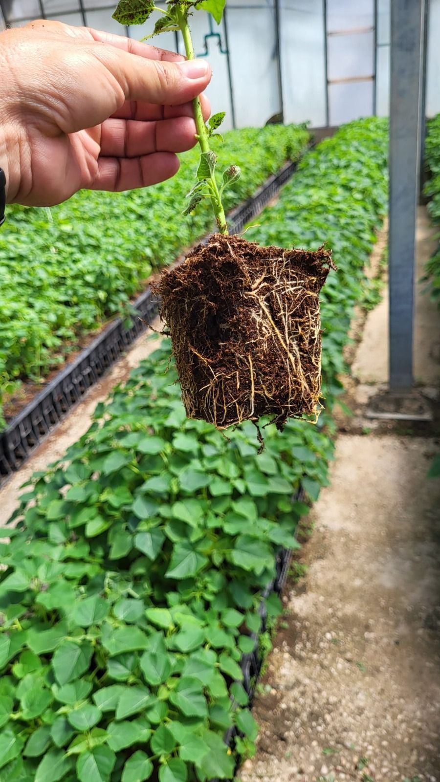 Una mano sostiene un pequeño plantón con raíces enredadas sobre un lecho de vivero en un invernadero.