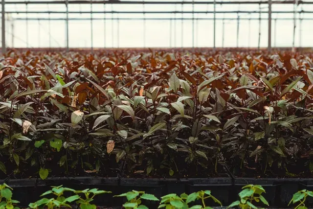 Hileras de plantas rojas y verdes que crecen en un invernadero.