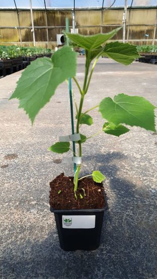 Planta joven en maceta con hojas verdes, sujeta con un tutor, sobre una superficie de hormigón en un invernadero.