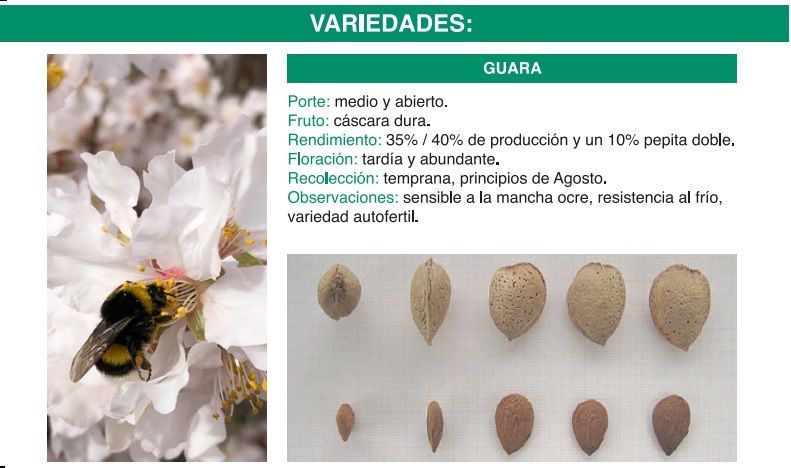 Frutos naranjas colgando de la rama frondosa de un árbol.