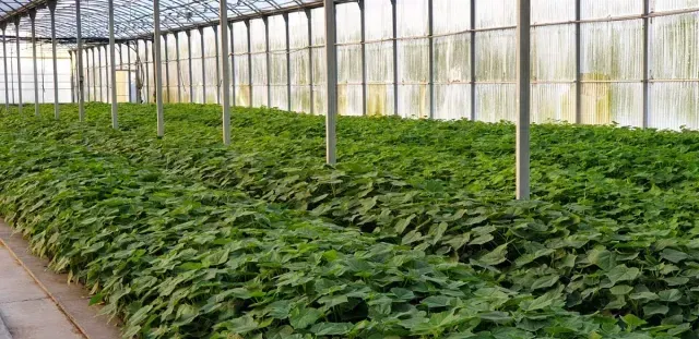 Hileras de cultivos de hojas verdes que crecen en un invernadero bajo una estructura metálica y un techo translúcido.