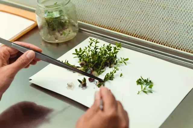 Manos que utilizan palillos y un cuchillo para picar hierbas frescas sobre una tabla de cortar blanca en una cocina.