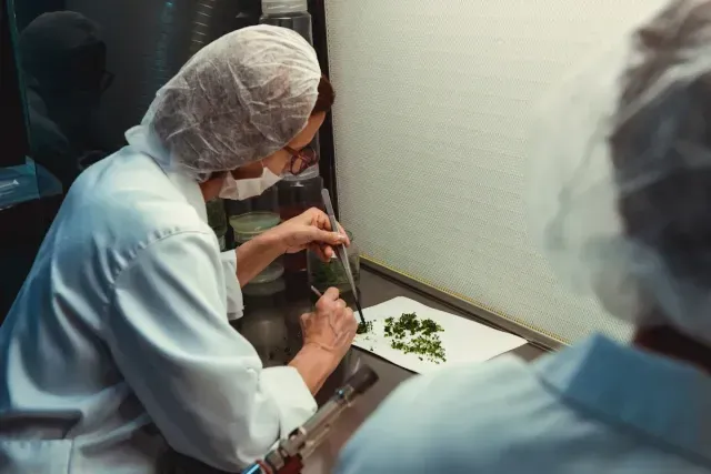 En una sala de procesamiento, unos operarios con batas de laboratorio y redecillas para el cabello inspeccionan las plantas.