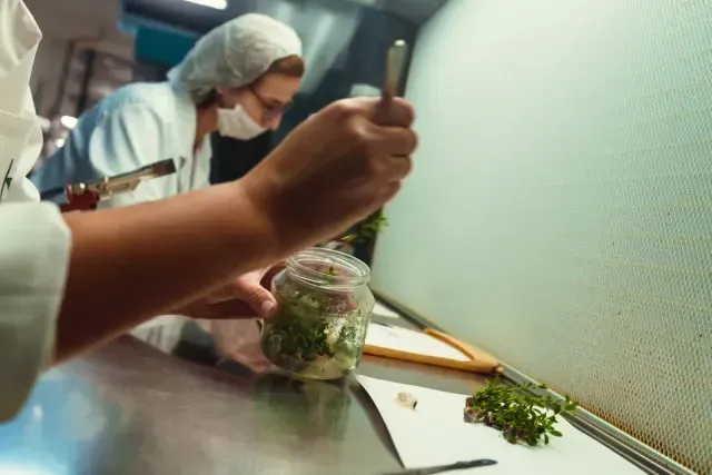 Trabajadores preparando comida en una cocina, picando hierbas junto a un frasco sobre una encimera de acero inoxidable.