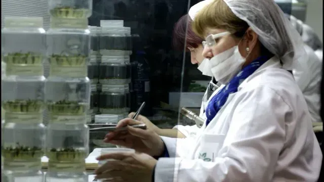 Técnico de laboratorio con bata blanca y mascarilla trabajando en una mesa con muestras de plantas en un laboratorio.