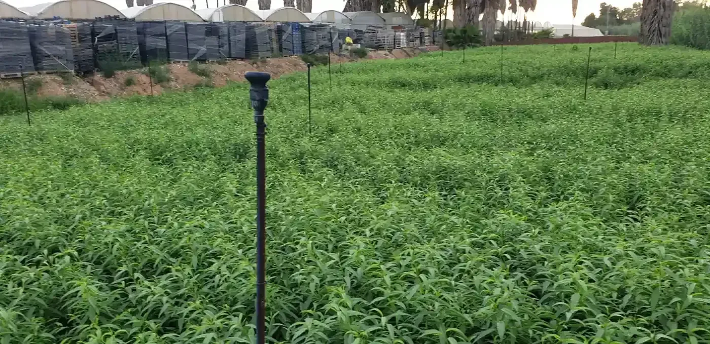 Campo de cultivo verde con un aspersor en primer plano e invernaderos al fondo.