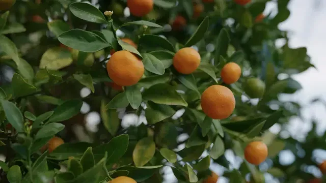 Frutos naranjas colgando de la rama frondosa de un árbol.