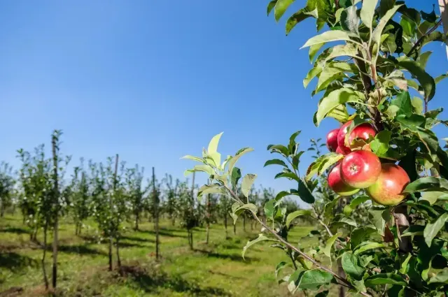 Un manzano con manzanas rojas en un huerto soleado bajo un cielo azul.