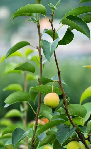 Primer plano de una rama frondosa con un pequeño fruto verde colgando entre hojas verdes brillantes.