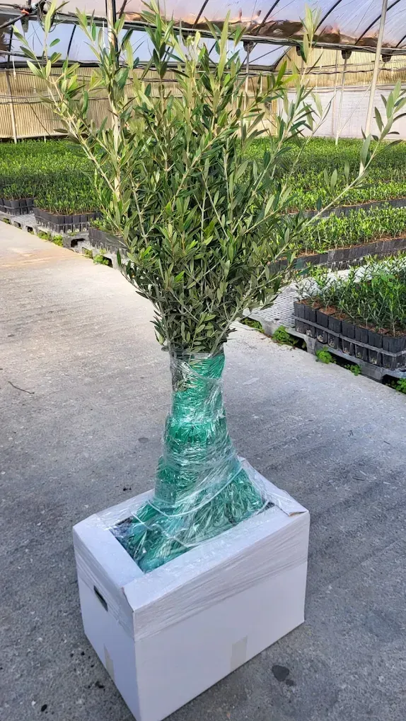 Un pequeño árbol en maceta, envuelto en plástico verde, se encuentra en una caja de espuma blanca.