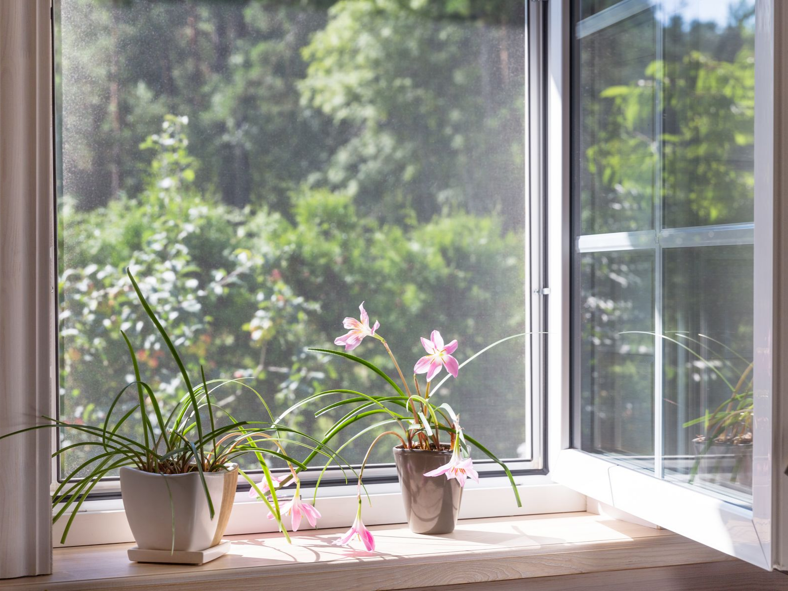 Fenêtre avec plantes en pot sur le rebord, ouverte sur une vue extérieure verdoyante et luxuriante.
