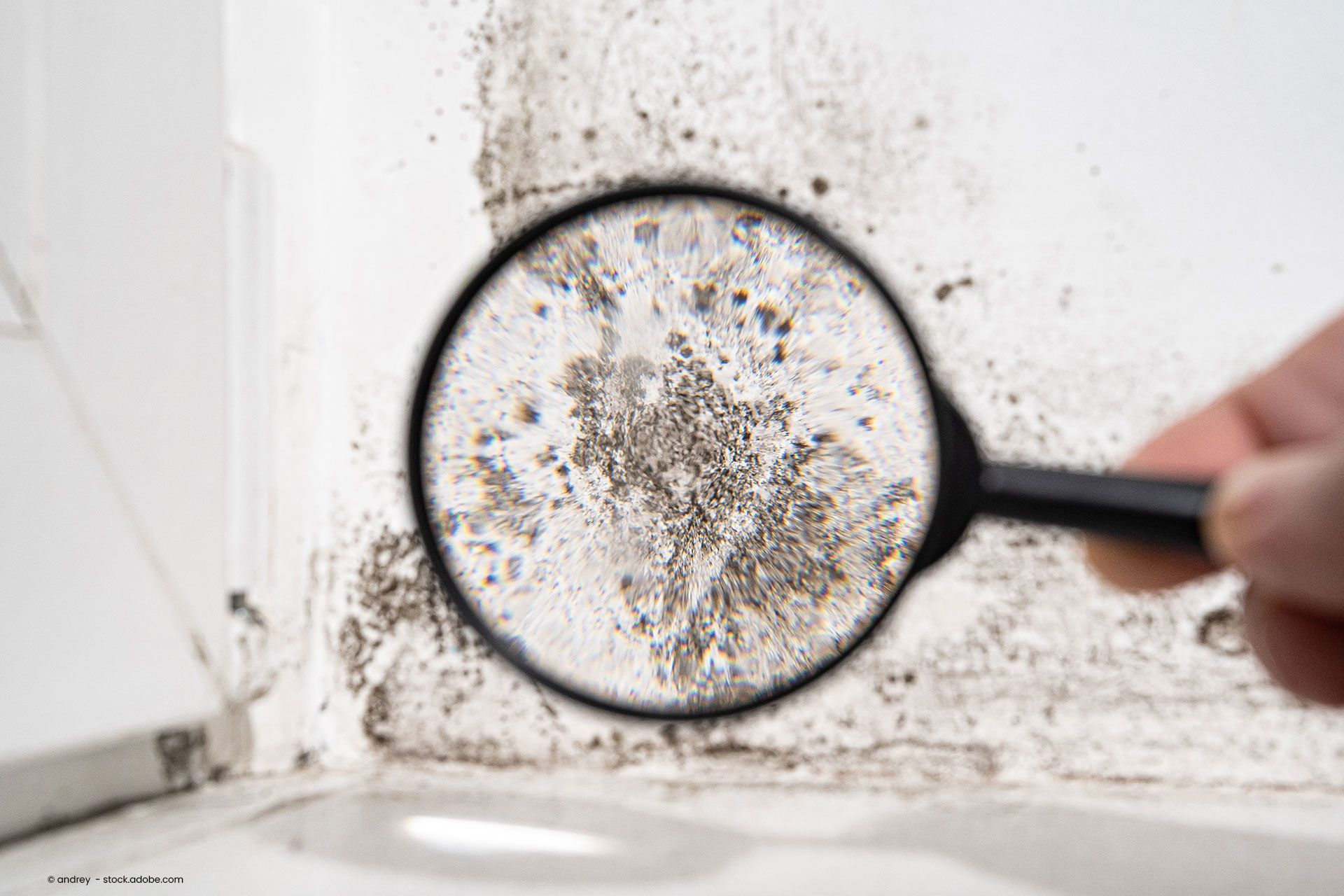 Einen Schimmelbefall mit der Lupe untersuchen