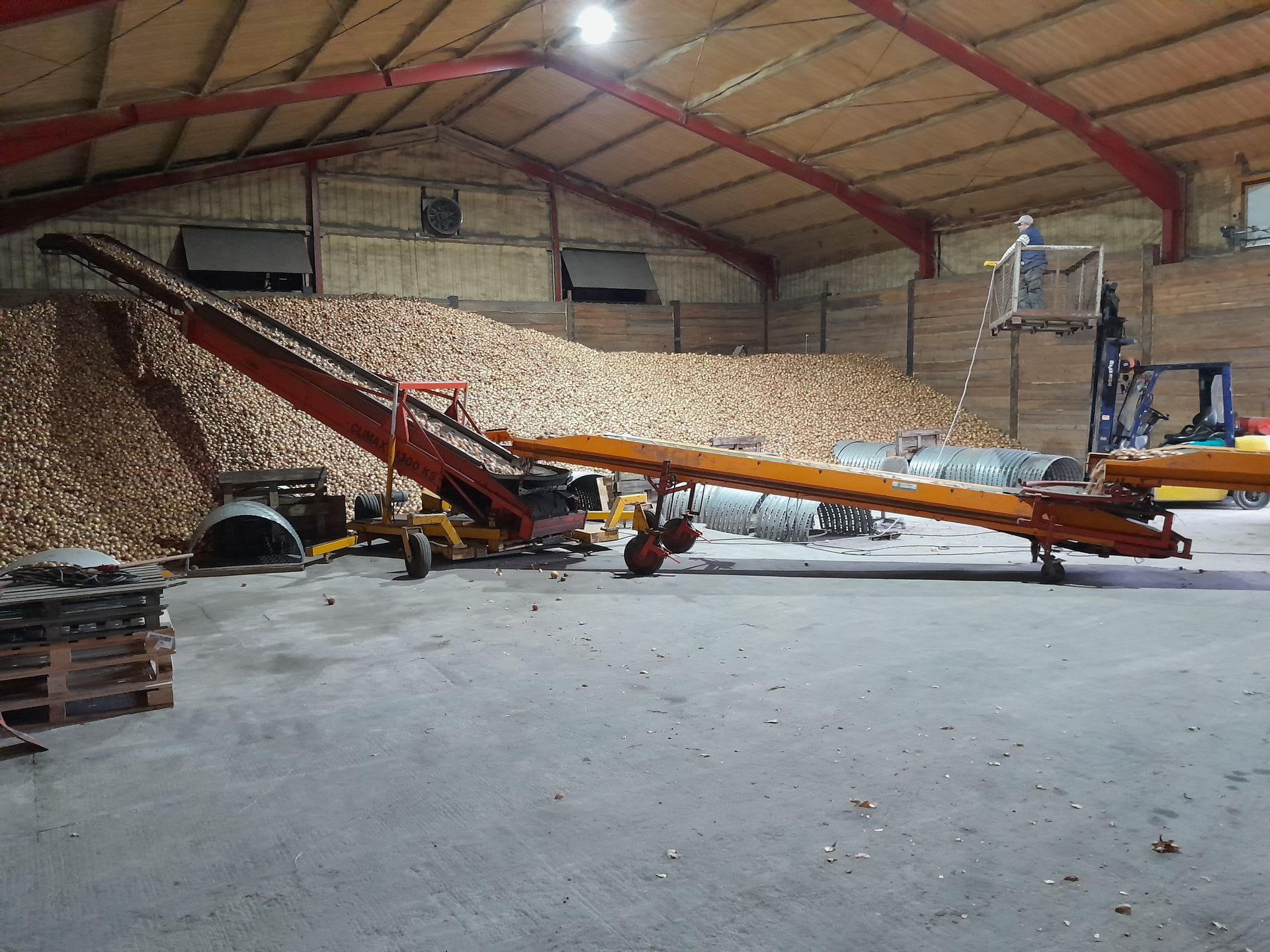 Einlagern von Zwiebeln