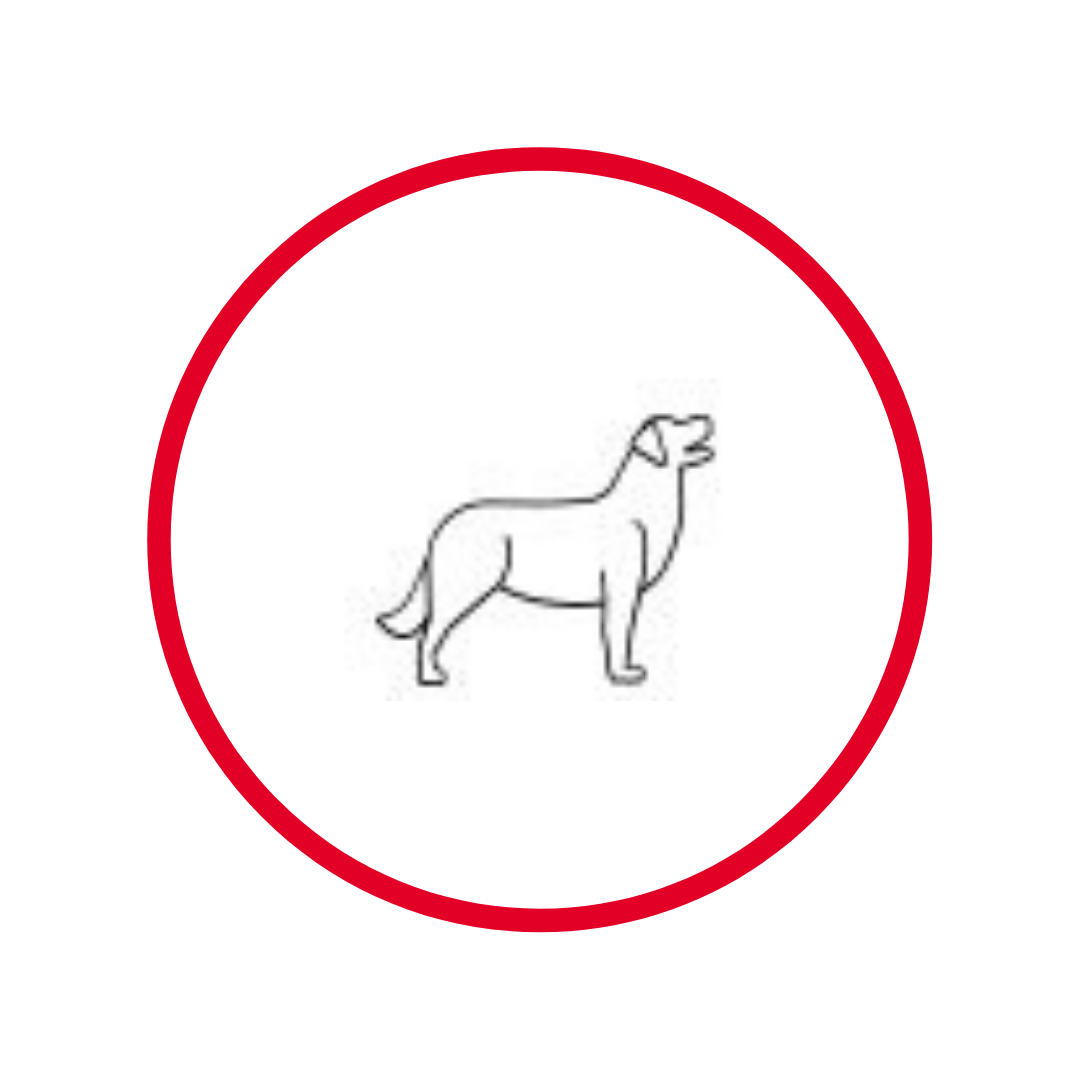 Transport d'animaux